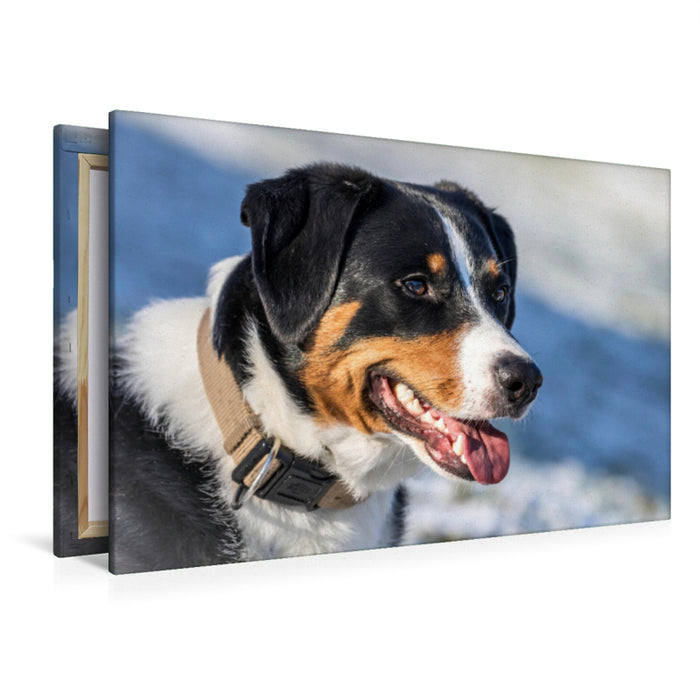 Premium textile canvas Premium textile canvas 120 cm x 80 cm landscape Appenzeller Mountain Dog 