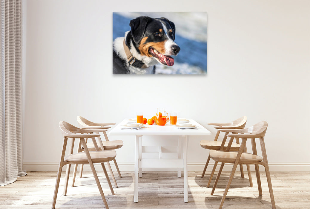 Premium textile canvas Premium textile canvas 120 cm x 80 cm landscape Appenzeller Mountain Dog 