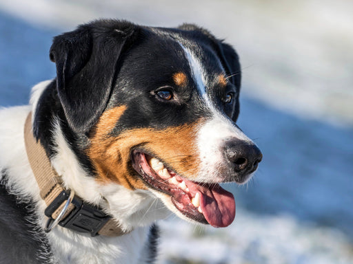 Appenzeller Sennenhund - CALVENDO Foto-Puzzle - calvendoverlag 29.99