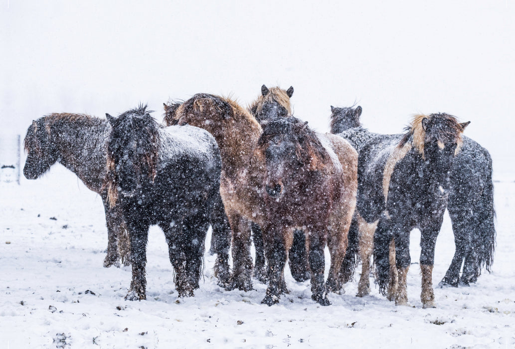 Premium textile canvas Premium textile canvas 120 cm x 80 cm across Heavy snowfalls cause the stallions to move closer together. 