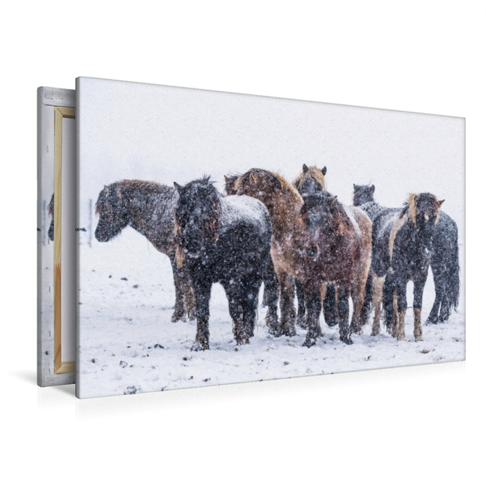 Premium textile canvas Premium textile canvas 120 cm x 80 cm across Heavy snowfalls cause the stallions to move closer together. 