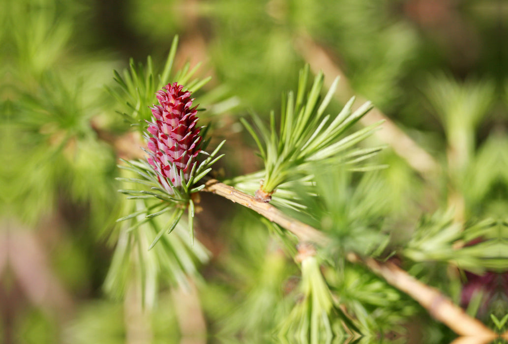 Premium textile canvas Premium textile canvas 120 cm x 80 cm landscape larch blossom in spring 