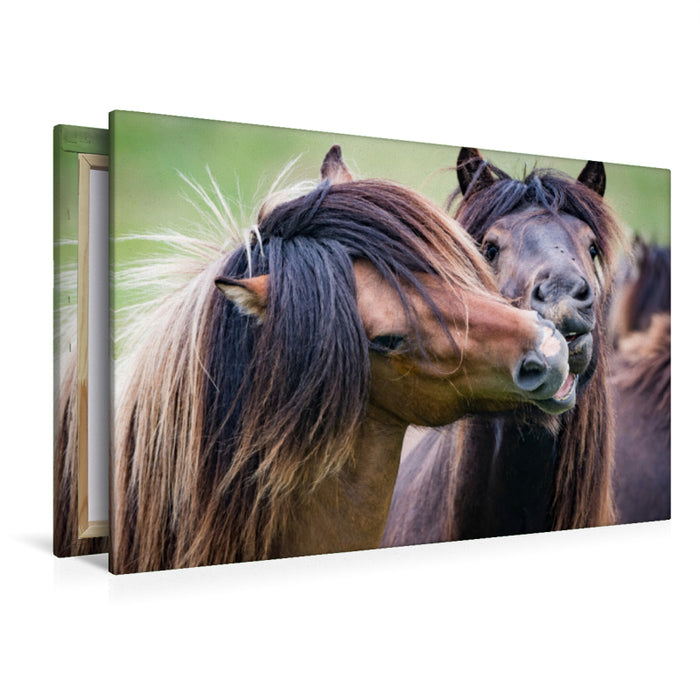 Premium textile canvas Premium textile canvas 120 cm x 80 cm across A motif from the calendar The hard fight of the Icelandic stallions. 