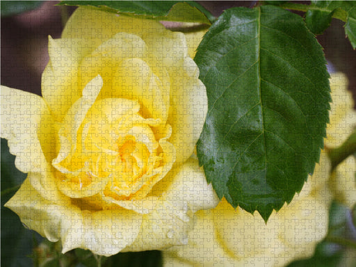 Rosa 'Yellow Meilove' - CALVENDO Foto-Puzzle - calvendoverlag 29.99