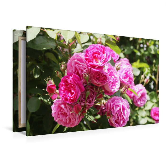 Premium textile canvas Premium textile canvas 120 cm x 80 cm landscape Pink climbing rose 