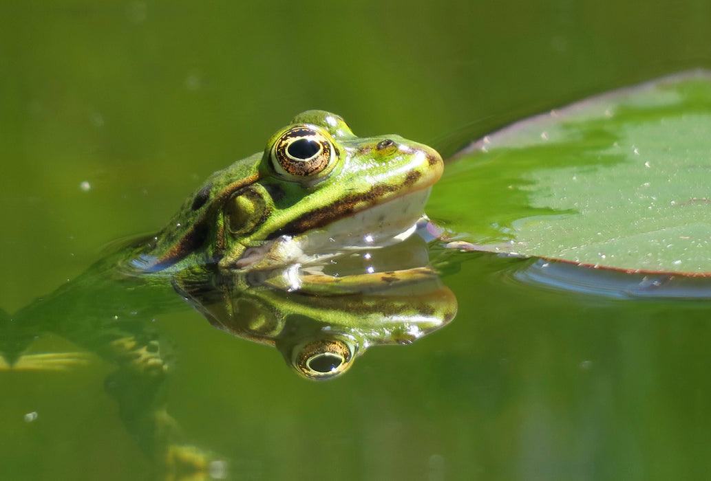 Premium textile canvas Premium textile canvas 120 cm x 80 cm landscape Frog reflected in the water 