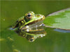 Frosch spiegelt sich im Wasser - CALVENDO Foto-Puzzle - calvendoverlag 29.99