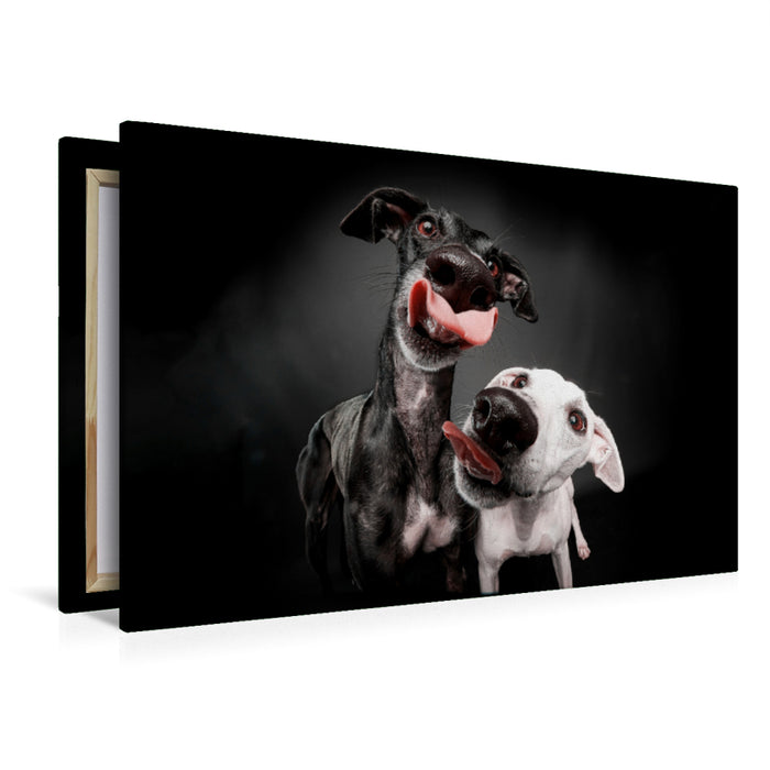 Premium textile canvas Premium textile canvas 120 cm x 80 cm landscape Double greyhound kiss 