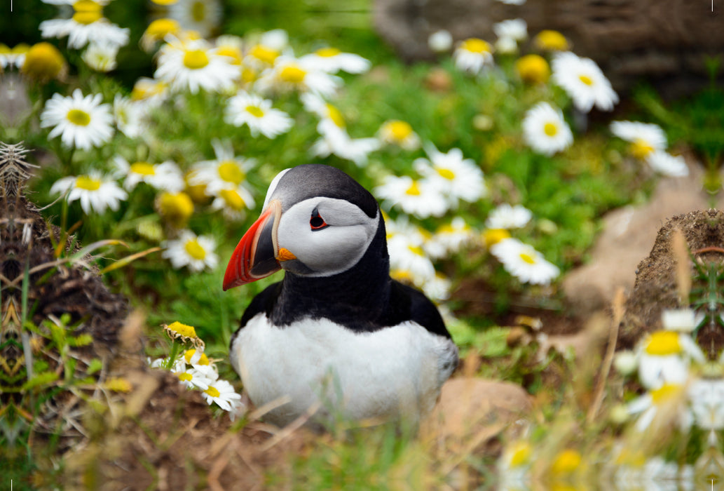 Premium textile canvas Premium textile canvas 120 cm x 80 cm landscape Puffin at Latrabjarg 