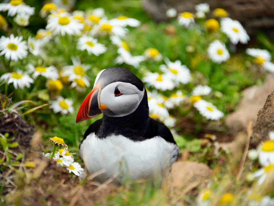 Papageitaucher am Latrabjarg - CALVENDO Foto-Puzzle - calvendoverlag 29.99