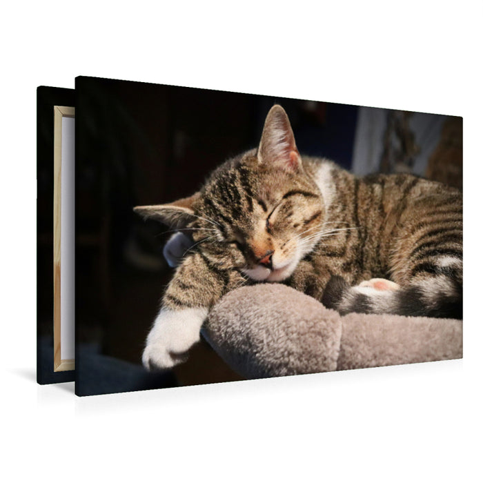 Premium Textil-Leinwand Premium Textil-Leinwand 120 cm x 80 cm quer Träumende Katze