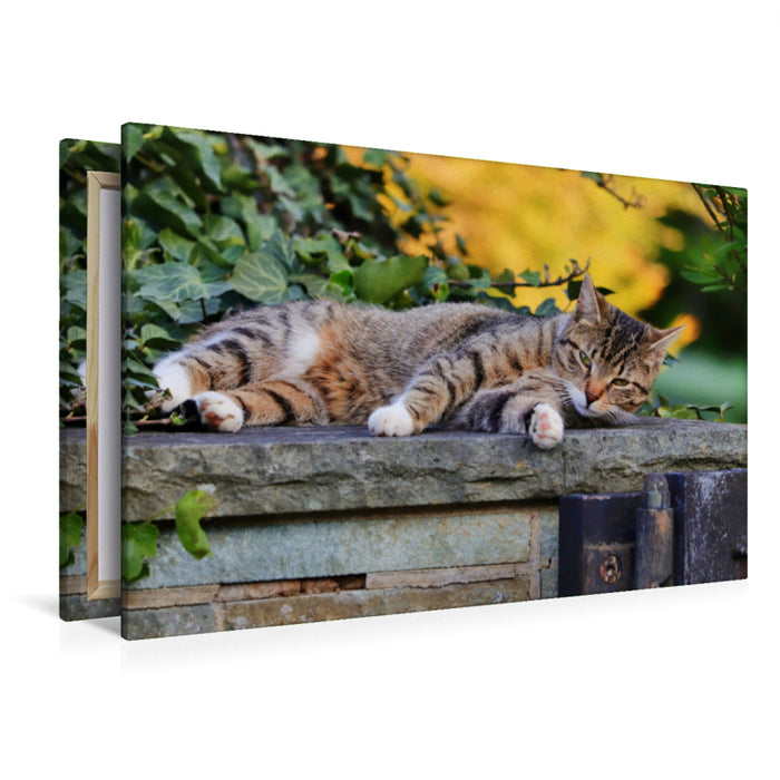 Premium Textil-Leinwand Premium Textil-Leinwand 120 cm x 80 cm quer Ruhende Katze