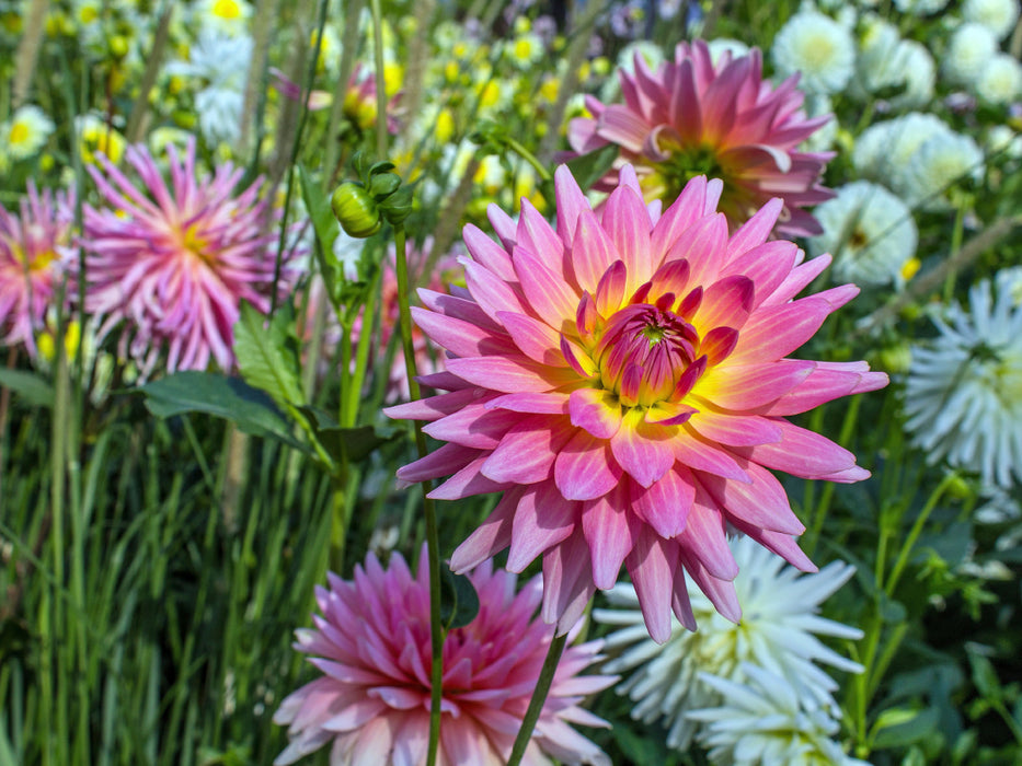 Blumen - Geschenke der Natur - Rote Dahlien - CALVENDO Foto-Puzzle - calvendoverlag 29.99
