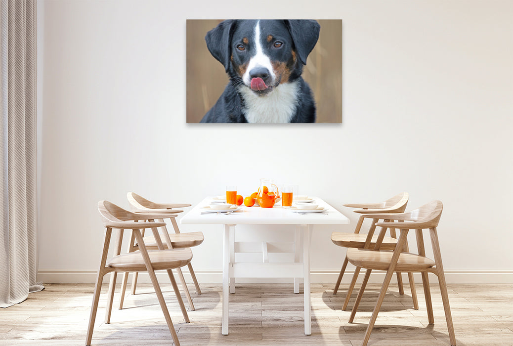 Premium textile canvas Premium textile canvas 120 cm x 80 cm landscape Appenzeller Mountain Dog 