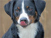 Appenzeller Sennenhund - CALVENDO Foto-Puzzle - calvendoverlag 29.99