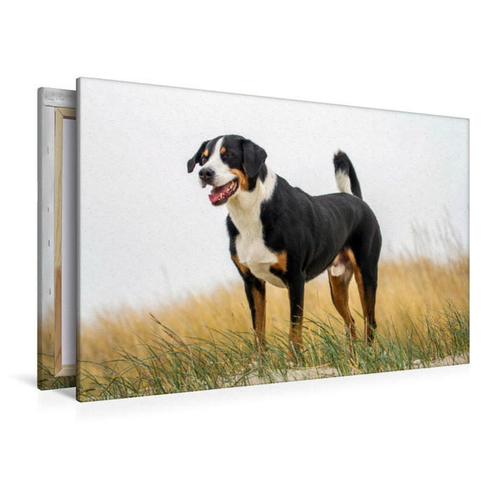 Premium textile canvas Premium textile canvas 120 cm x 80 cm landscape Appenzeller Mountain Dog male 