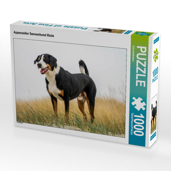 Appenzeller Sennenhund Rüde - CALVENDO Foto-Puzzle - calvendoverlag 29.99