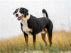 Appenzeller Sennenhund Rüde - CALVENDO Foto-Puzzle - calvendoverlag 29.99