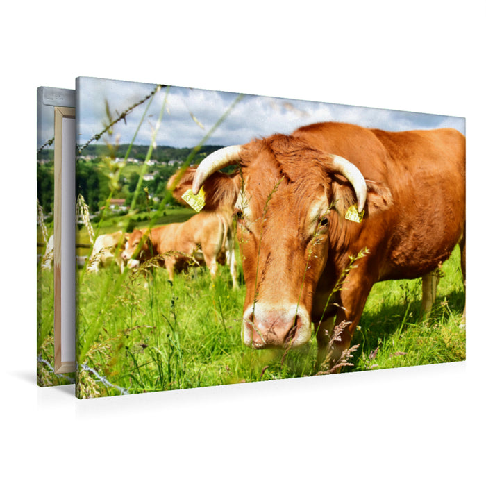 Premium textile canvas Premium textile canvas 120 cm x 80 cm landscape The curious cow looks at the photographer's actions in a good-natured and unconcerned manner. 