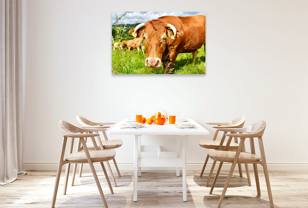 Premium textile canvas Premium textile canvas 120 cm x 80 cm landscape The curious cow looks at the photographer's actions in a good-natured and unconcerned manner. 