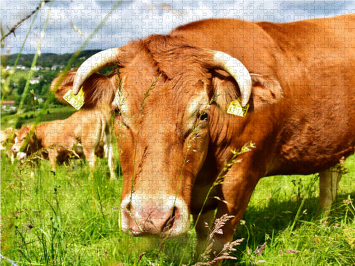 Gutmütig und unbesorgt betrachtet das neugierige Rind das Tun des Fotografen. - CALVENDO Foto-Puzzle - calvendoverlag 29.99