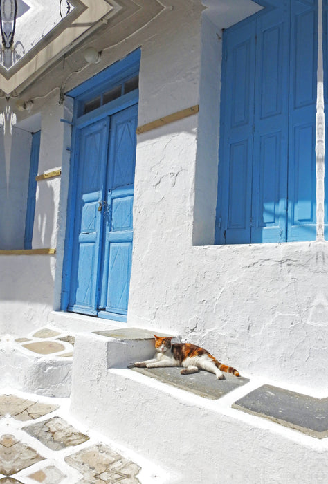 Premium Textil-Leinwand Premium Textil-Leinwand 80 cm x 120 cm  hoch Entspannte Katze auf Mykonos, Griechenland