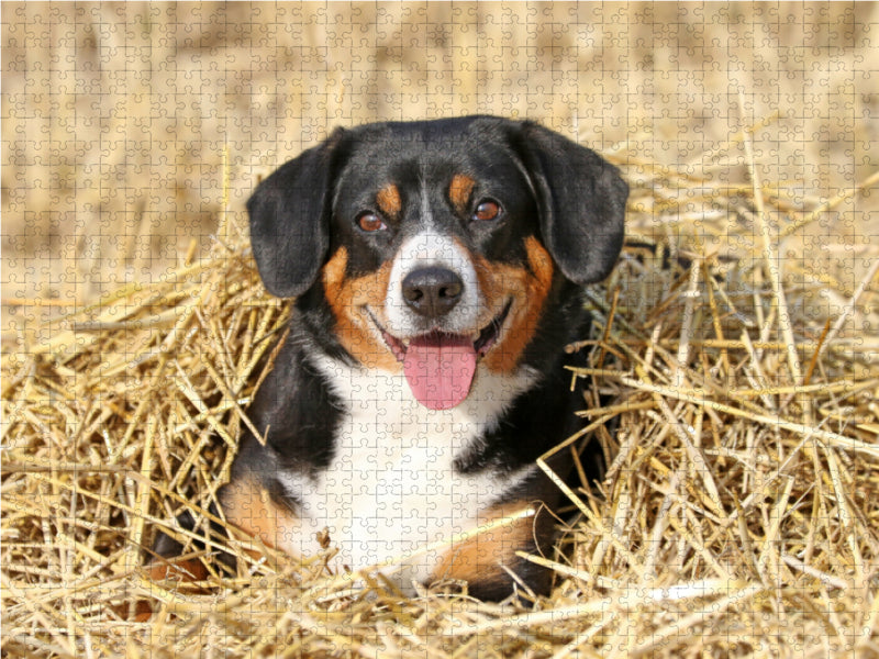 Spaß im Stroh - CALVENDO Foto-Puzzle - calvendoverlag 29.99