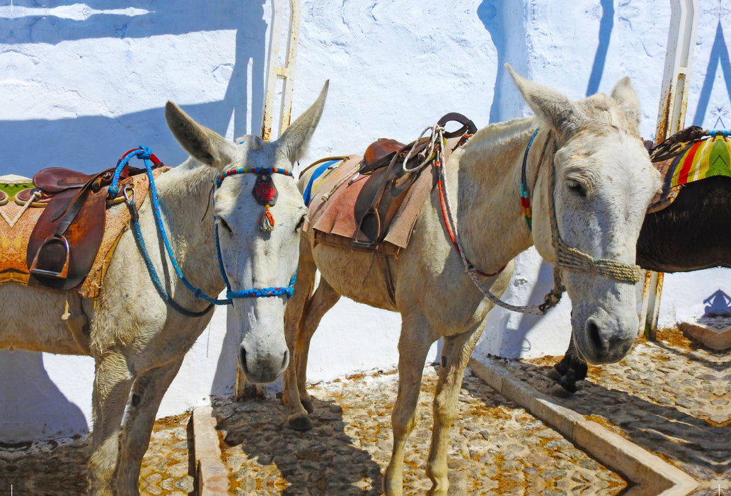 Premium textile canvas Premium textile canvas 120 cm x 80 cm landscape Donkey on the Greek island of Santorini 