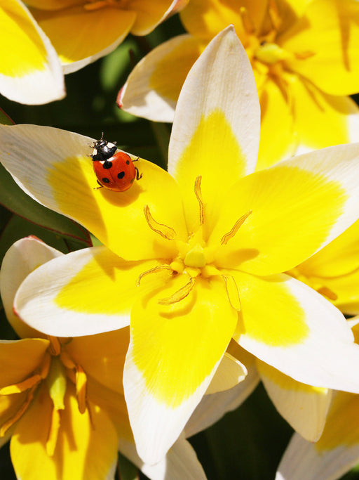 Tulipa tarda mit Marienkäfer - CALVENDO Foto-Puzzle - calvendoverlag 29.99