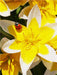Tulipa tarda mit Marienkäfer - CALVENDO Foto-Puzzle - calvendoverlag 29.99