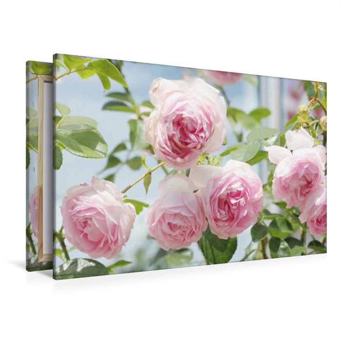 Premium textile canvas Premium textile canvas 120 cm x 80 cm landscape Rose 'Jasmina' 