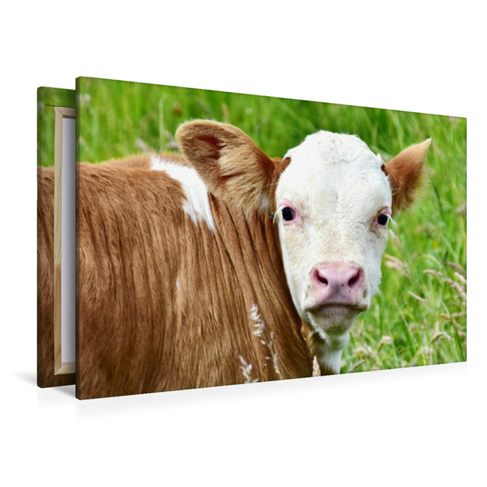 Premium Textil-Leinwand Premium Textil-Leinwand 120 cm x 80 cm quer Fotoserie Rinder und Kälber auf den Wiesen der Eifel - Foto Jean-Louis Glineur