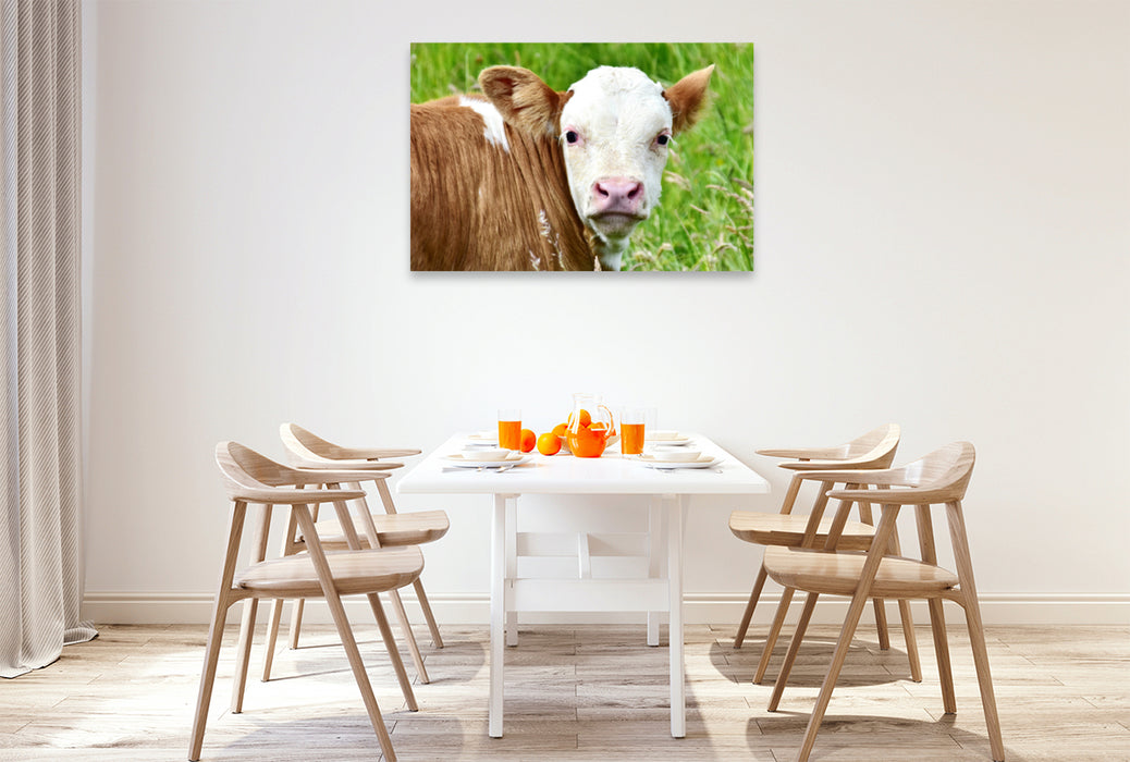 Premium textile canvas Premium textile canvas 120 cm x 80 cm landscape photo series cattle and calves on the meadows of the Eifel - photo Jean-Louis Glineur 