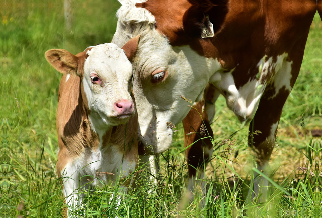 Premium textile canvas Premium textile canvas 120 cm x 80 cm landscape photo series cattle and calves on the meadows of the Eifel - photo Jean-Louis Glineur 