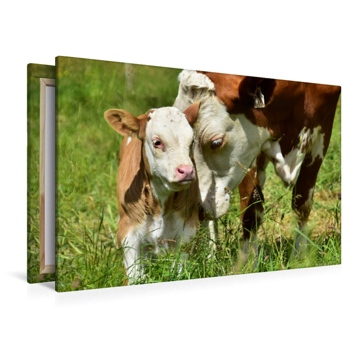 Premium textile canvas Premium textile canvas 120 cm x 80 cm landscape photo series cattle and calves on the meadows of the Eifel - photo Jean-Louis Glineur 