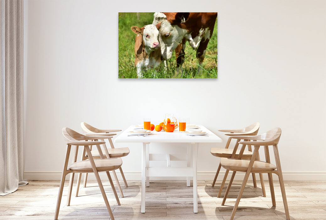 Premium textile canvas Premium textile canvas 120 cm x 80 cm landscape photo series cattle and calves on the meadows of the Eifel - photo Jean-Louis Glineur 