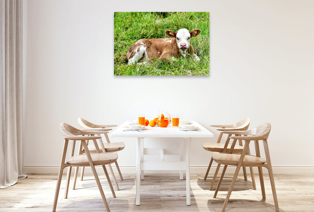 Premium textile canvas Premium textile canvas 120 cm x 80 cm landscape photo series cattle and calves on the meadows of the Eifel - photo Jean-Louis Glineur 