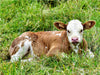Fotoserie Rinder und Kälber auf den Wiesen der Eifel - Foto Jean-Louis Glineur - CALVENDO Foto-Puzzle - calvendoverlag 29.99