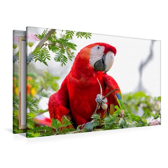 Premium textile canvas Premium textile canvas 120 cm x 80 cm landscape A motif from the calendar Parrots in Costa Rica 