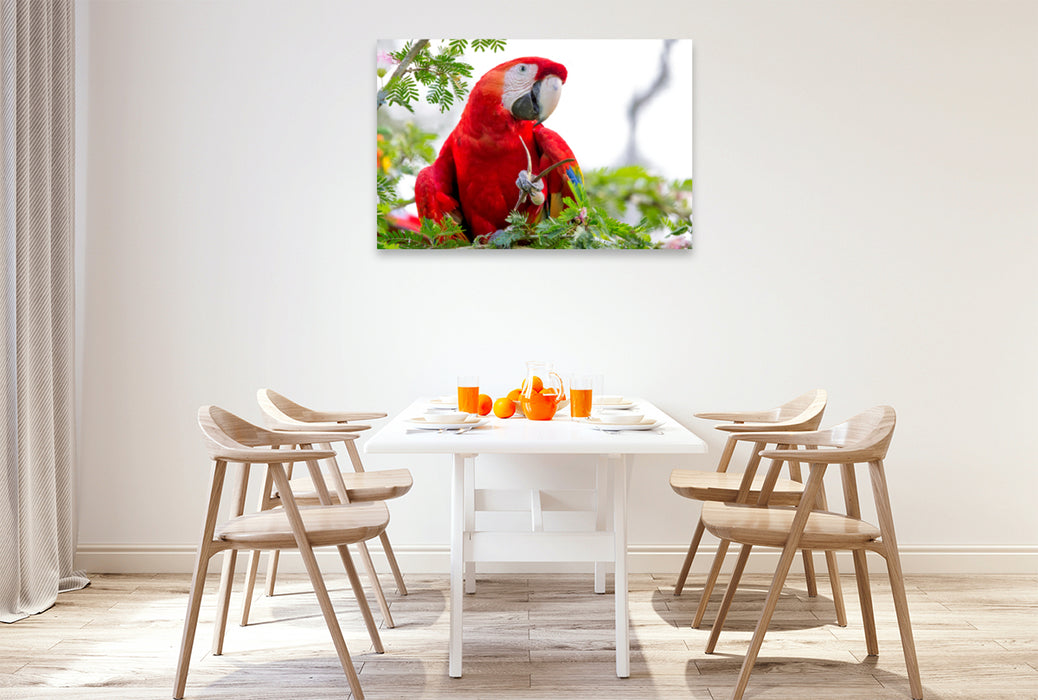 Premium textile canvas Premium textile canvas 120 cm x 80 cm landscape A motif from the calendar Parrots in Costa Rica 