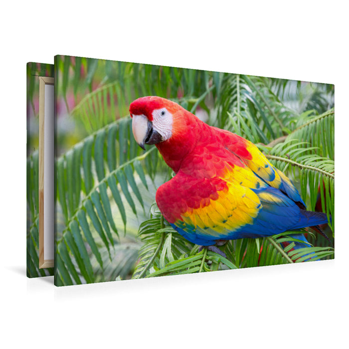 Premium Textil-Leinwand Premium Textil-Leinwand 120 cm x 80 cm quer Ein Motiv aus dem Kalender Papageien in Costa Rica