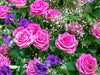 Strauß mit rosa farbenen und blauen Rosen mit Schleierkraut - CALVENDO Foto-Puzzle - calvendoverlag 29.99