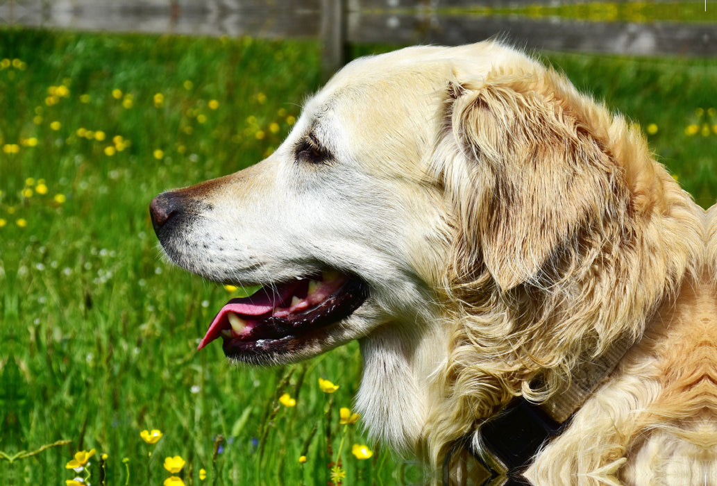 Premium Textil-Leinwand Premium Textil-Leinwand 120 cm x 80 cm quer Ursprünglich war der Golden Retriever im Einsatz als Apportierhund, Stöberhund und Wasserhund.