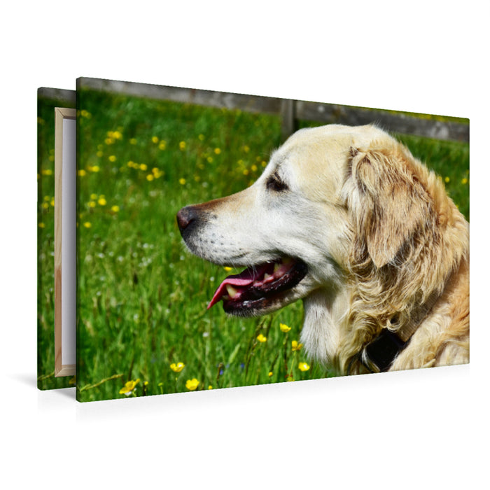 Premium Textil-Leinwand Premium Textil-Leinwand 120 cm x 80 cm quer Ursprünglich war der Golden Retriever im Einsatz als Apportierhund, Stöberhund und Wasserhund.