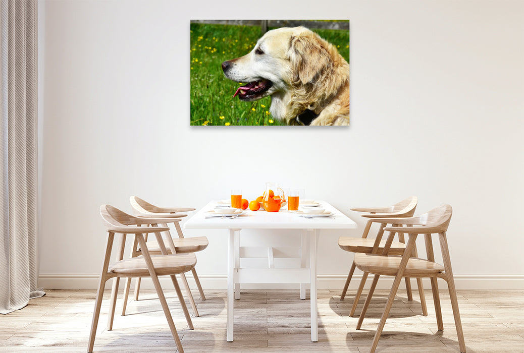 Premium Textil-Leinwand Premium Textil-Leinwand 120 cm x 80 cm quer Ursprünglich war der Golden Retriever im Einsatz als Apportierhund, Stöberhund und Wasserhund.