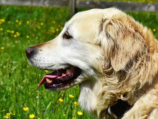 Ursprünglich war der Golden Retriever im Einsatz als Apportierhund, Stöberhund und Wasserhund. - CALVENDO Foto-Puzzle - calvendoverlag 29.99