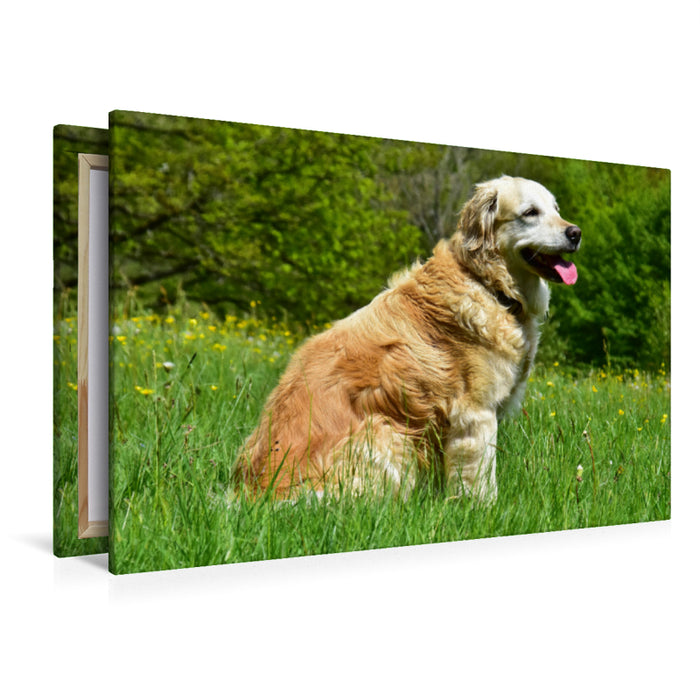 Premium Textil-Leinwand Premium Textil-Leinwand 120 cm x 80 cm quer Der Golden Retriever ist eine britische Hunderasse (FCI-Gruppe 8, Sektion 1, Standard Nr. 111).