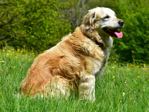 Der Golden Retriever ist eine britische Hunderasse (FCI-Gruppe 8, Sektion 1, Standard Nr. 111). - CALVENDO Foto-Puzzle - calvendoverlag 29.99