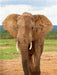Elefant - CALVENDO Foto-Puzzle - calvendoverlag 29.99