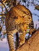 Leopard - CALVENDO Foto-Puzzle - calvendoverlag 29.99